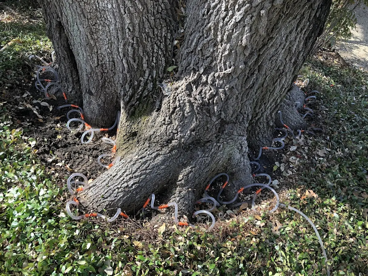 Detailed Tree Cabling and Bracing job site in Sun City